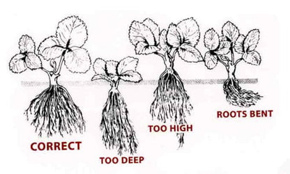 PREORDER Strawberry Runners - Live Plant