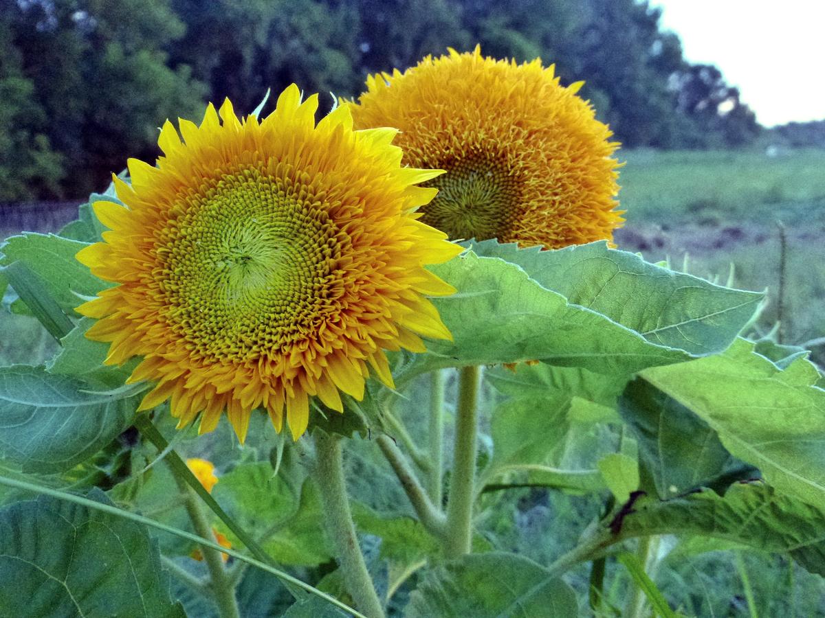 Teddy Bear Dwarf Sunflower