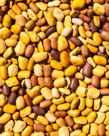 Tepary Bean