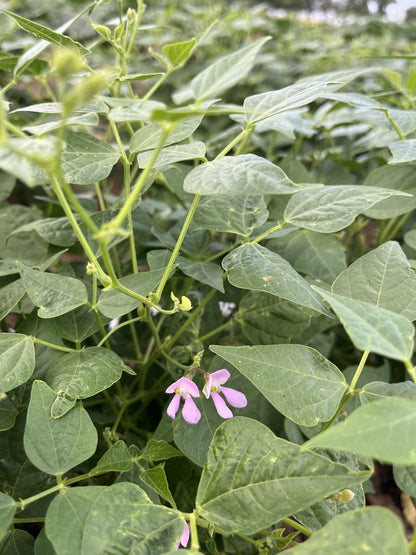Tepary Bean