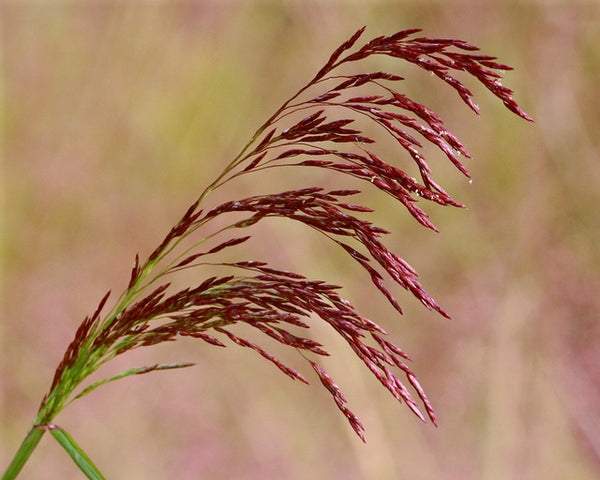 Purple Top Grass - Live Plant