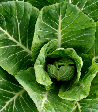 Variegated Collard Green
