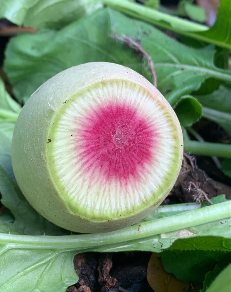 Watermelon Radish - Live Plant