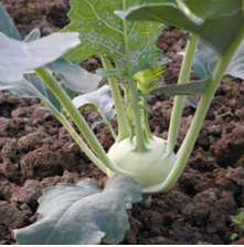 Early White Vienna Kohlrabi