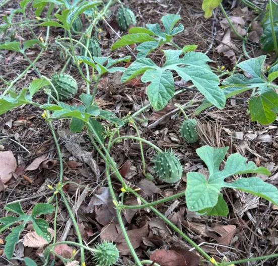 Zambian Cucumber
