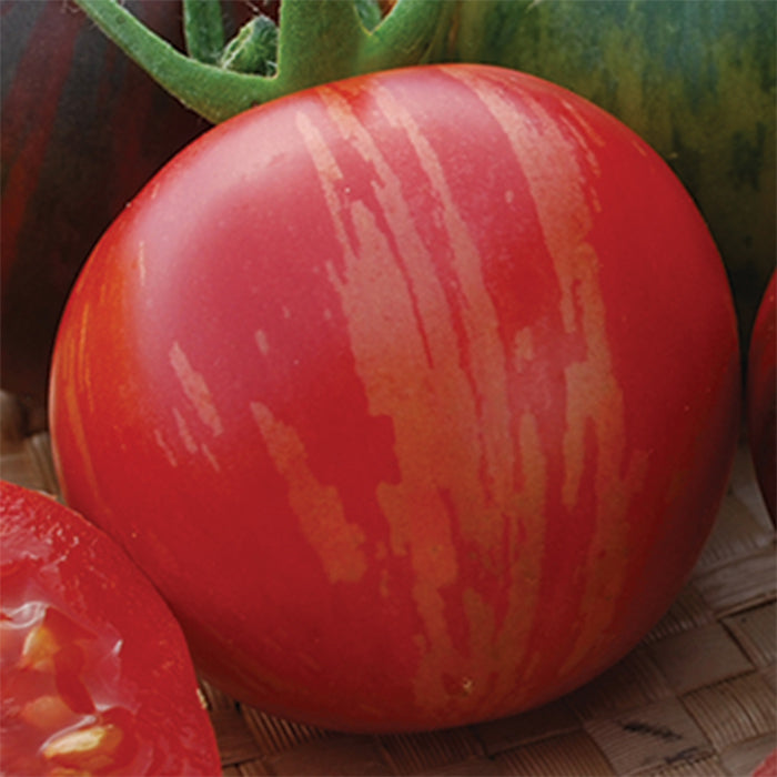 Pink Vernissage Tomato Large - Live Plant