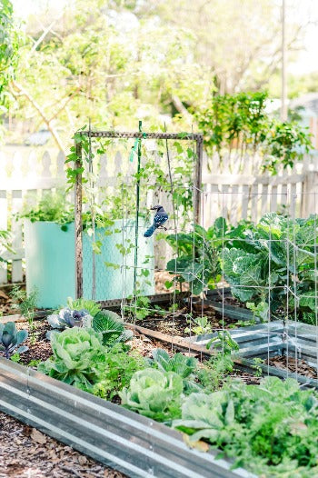 Urban Permaculture Homestead Intensive