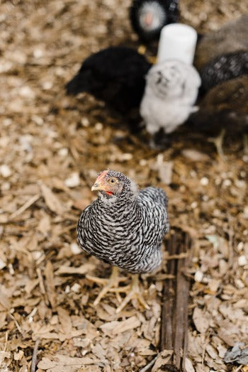 Urban Permaculture Homestead Intensive