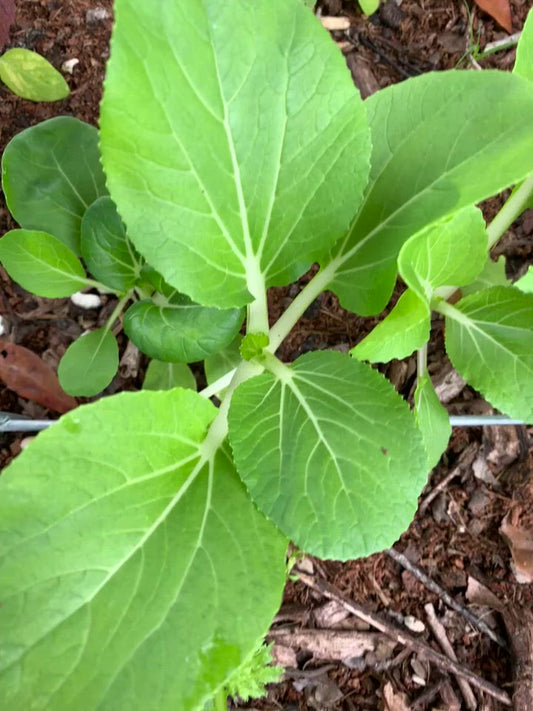 Pak Choi