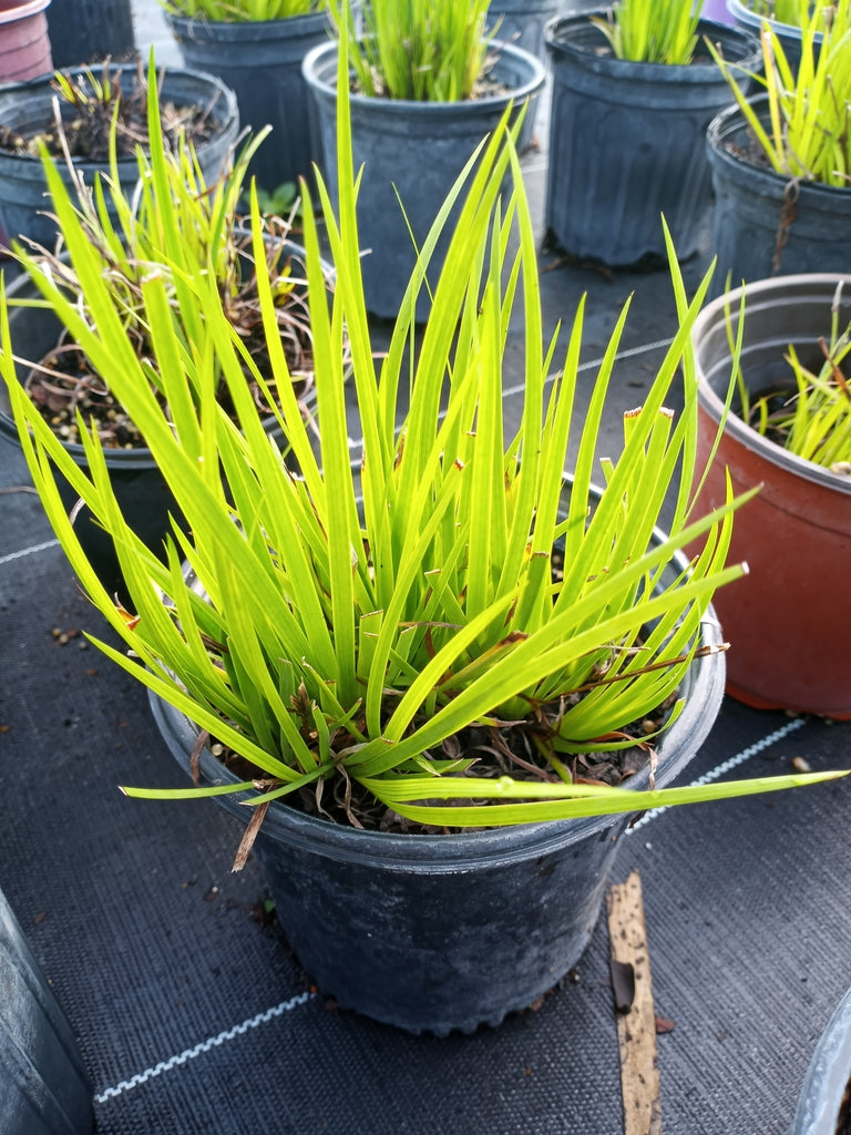 Blue-eyed Grass - Live Plant