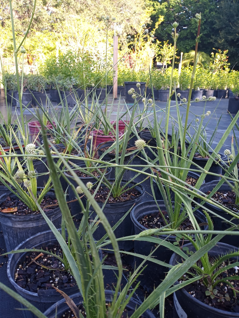 Button Rattlesnake Master 1g- Live Plant