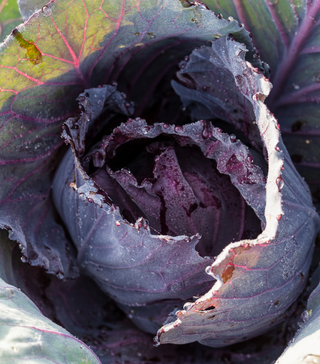 Red Acre Cabbage - Live Plant