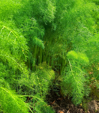 Fennel - Live Plant
