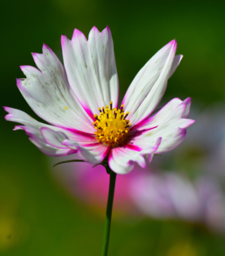 Picotee Cosmos