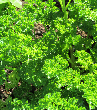 Curly Parsley - Live Plant