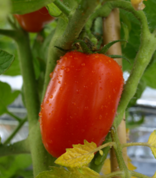 San Marzano Tomato Large - Live Plant