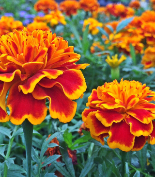 French Red Colossus Marigold - Live Plant