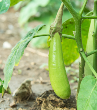 Thai Long Green Eggplant - Live Plant