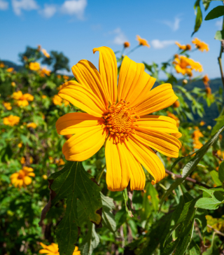 Yellow Mexican Sunflower - Live Plant