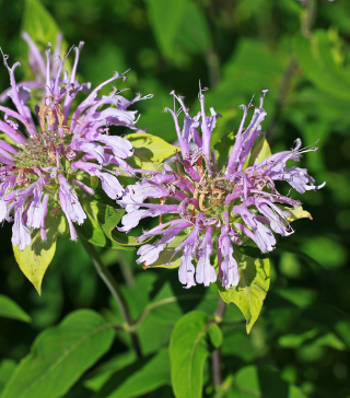 Wild Bergamot