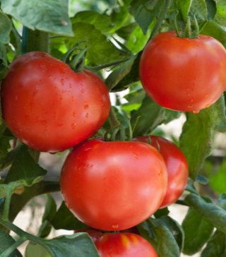Tropic Tomato Large - Live Plant