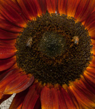 Velvet Queen Sunflower