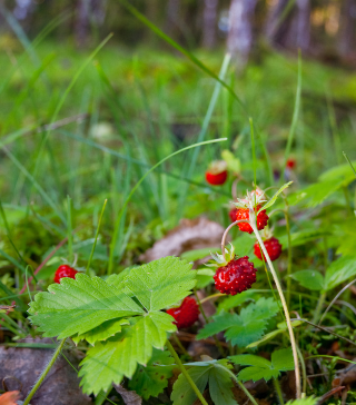 Wild Strawberry - Live Plant