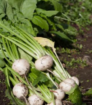 White Egg Turnip