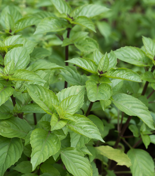 Cinnamon Basil
