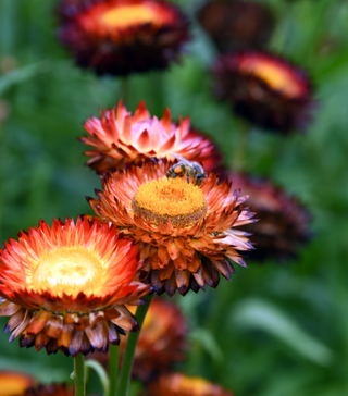 Strawflower Flower