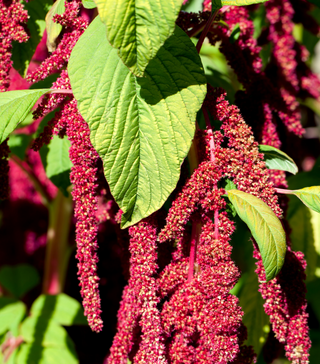 Love-Lies-Bleeding Amaranth