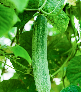 Poinsett 76 Cucumber
