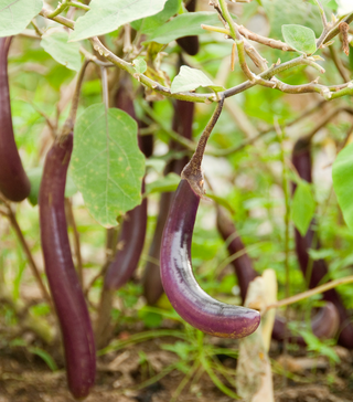 Long Purple Eggplant