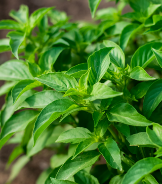 Lemon Basil