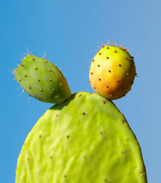 Prickly Pear, Medium - Live Plant