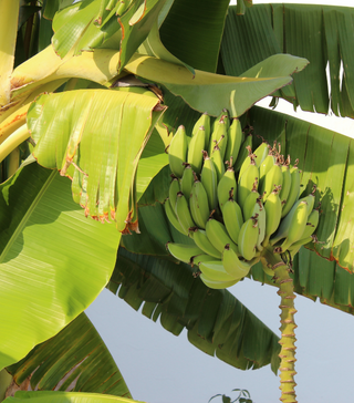 Banana, Orinoco - Live Plant
