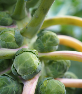Long Island Improved Brussel Sprouts - Live Plant