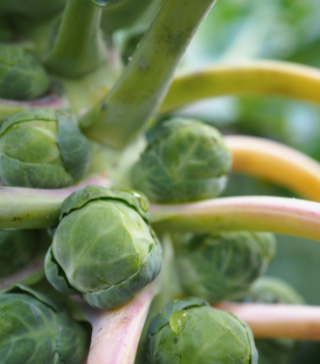 Brussel Sprouts