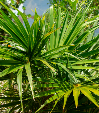 Florida Thatch Palm - Live Plant