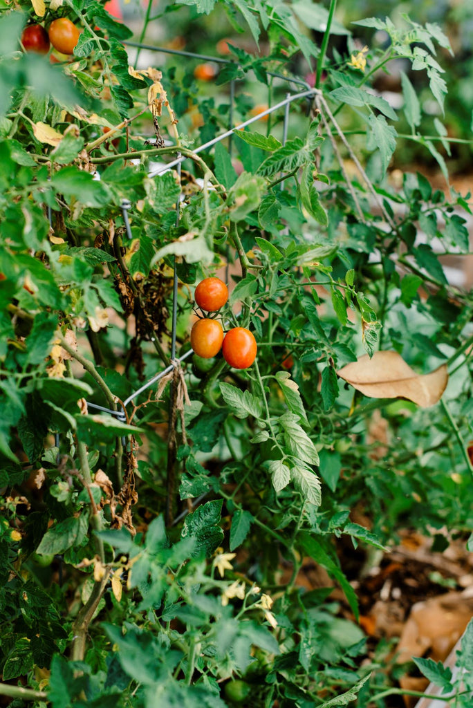 Gardeners Delight Tomato - Live Plant