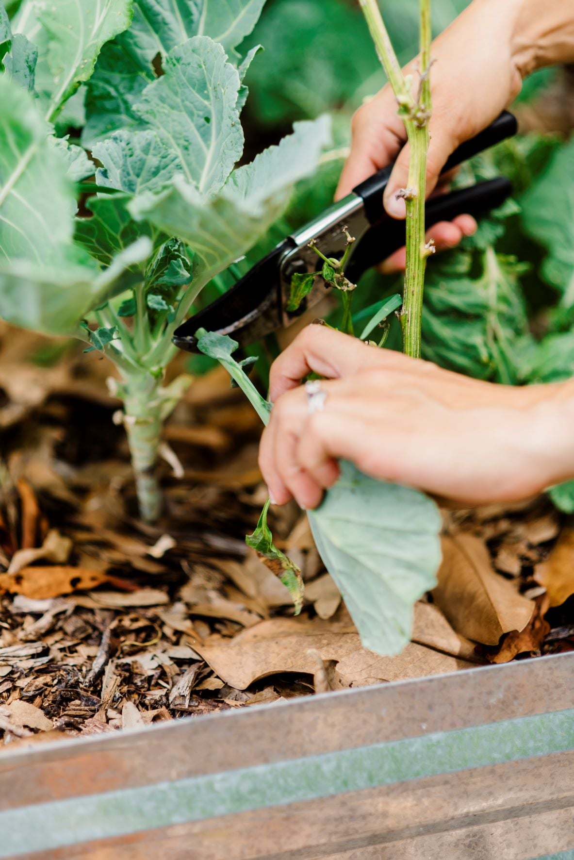 Champion Collard Green