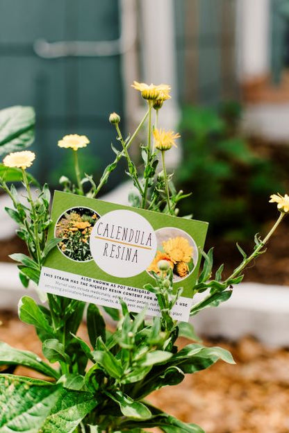 Small Garden & Container Seed Club