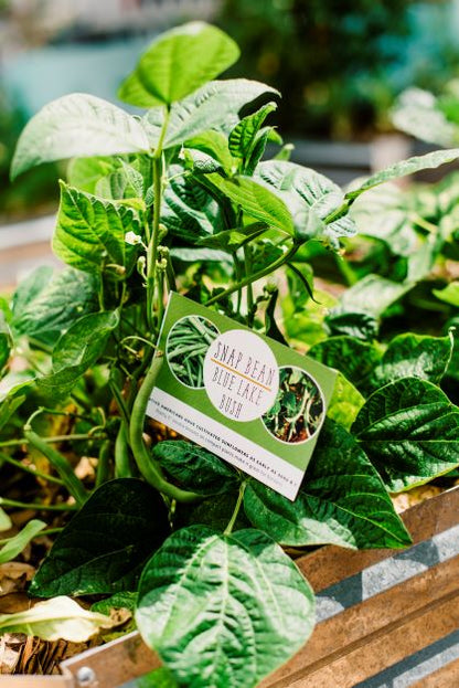 Small Garden & Container Seed Club