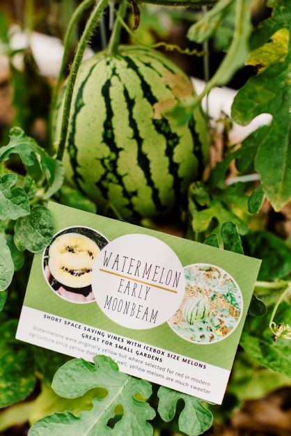 Small Garden & Container Seed Club