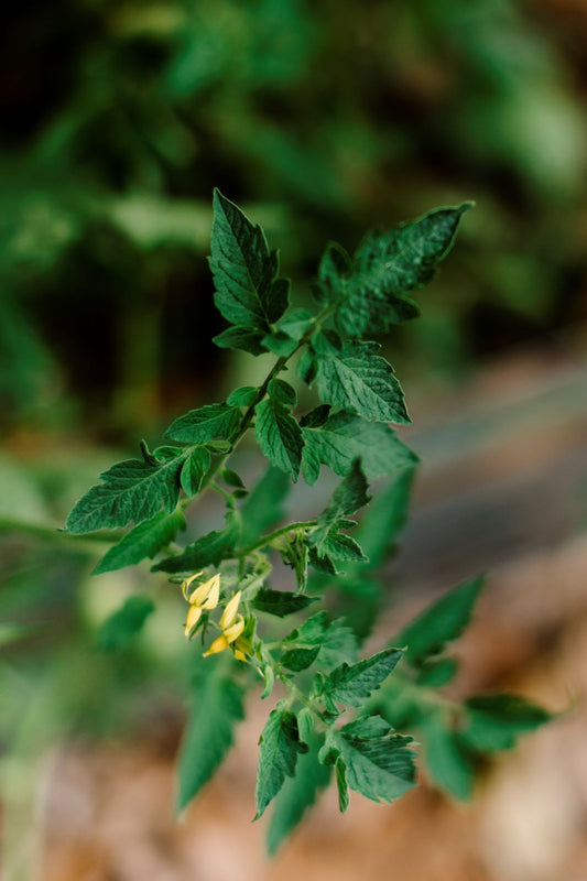 Heinz 1350 VF Tomato