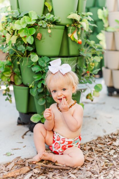 PREORDER Strawberry Runners - Live Plant