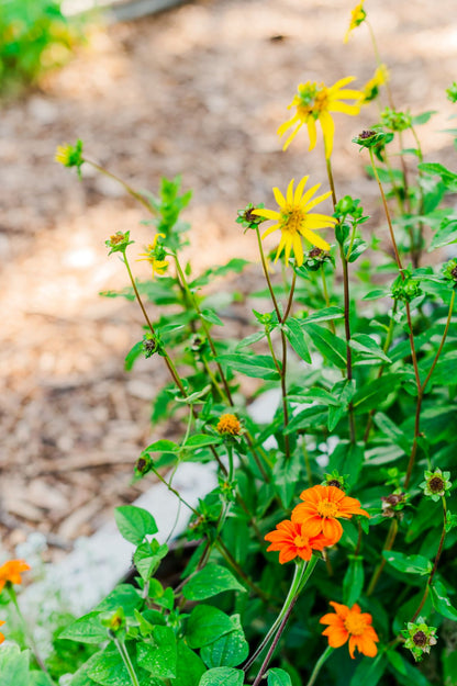 Red Torch Tithonia