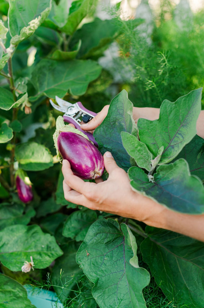 Rosita Eggplant - Live Plant