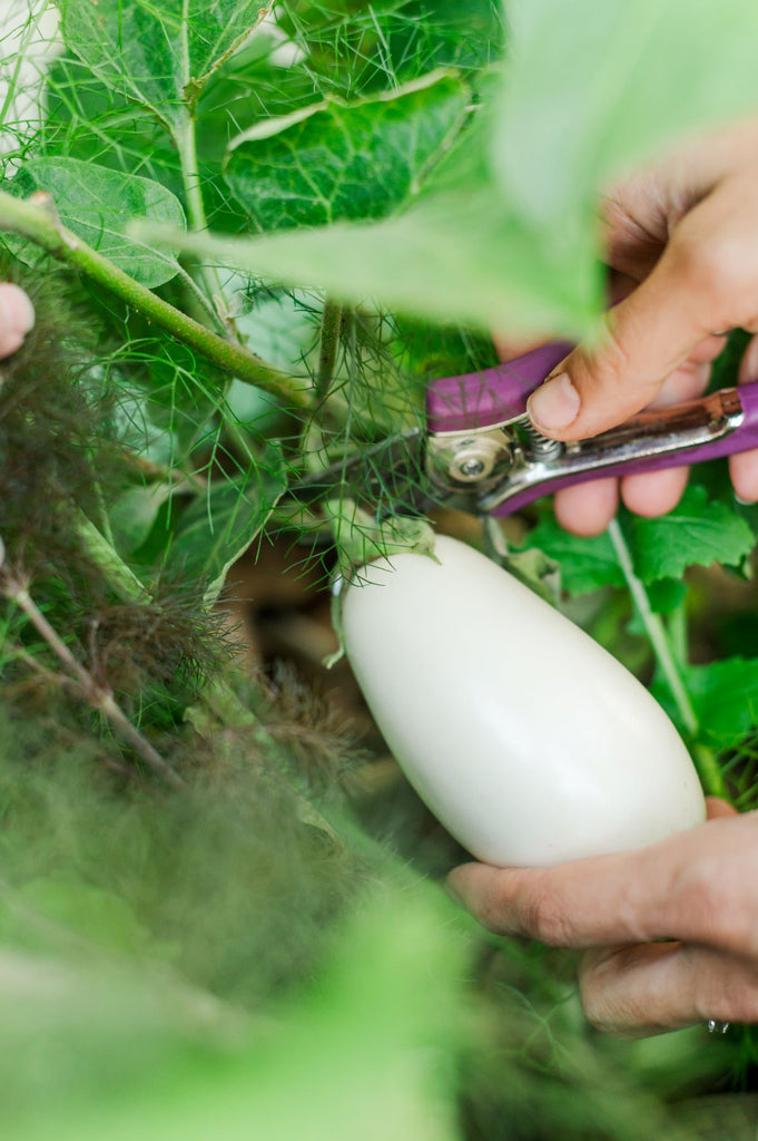 White Beauty Eggplant - Live Plant