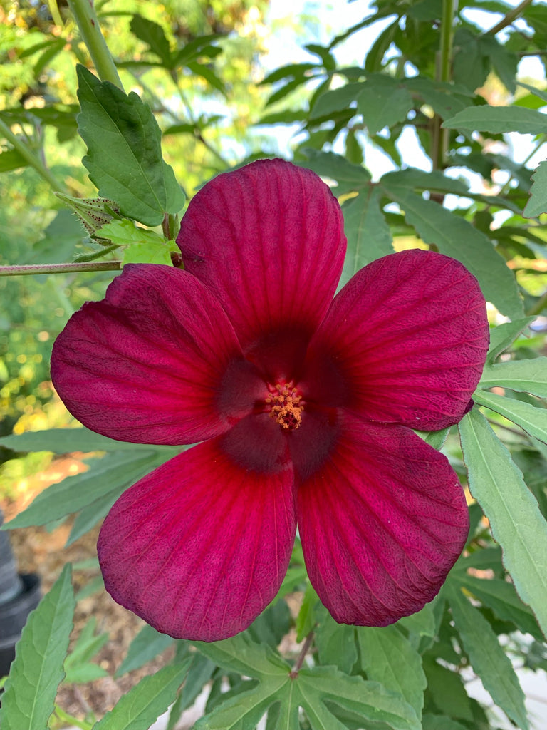 Scarlet Hibiscus - Live Plant